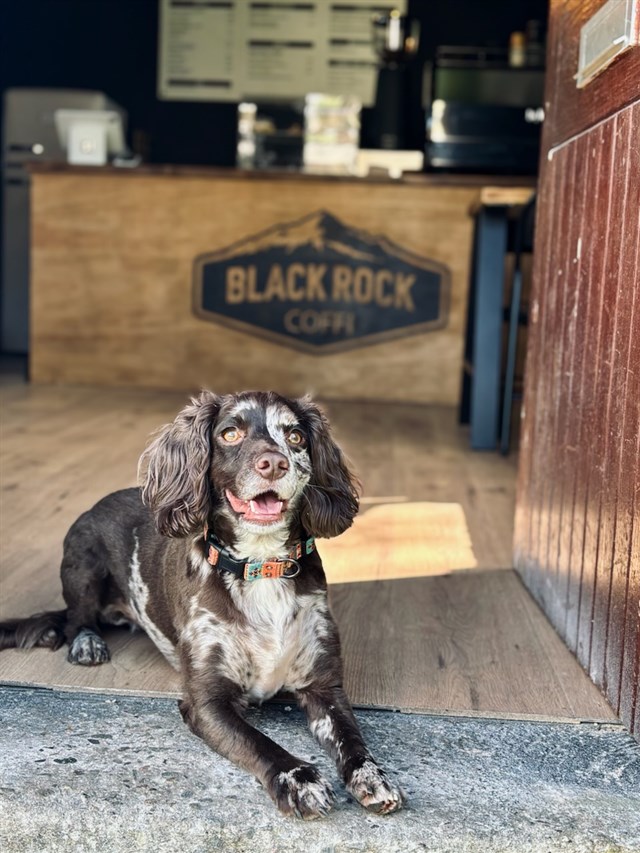 BRC DOG