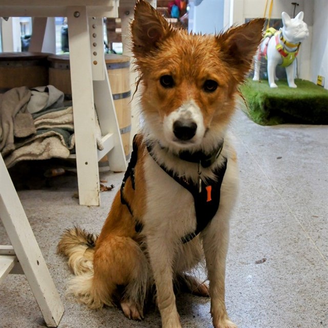 harness