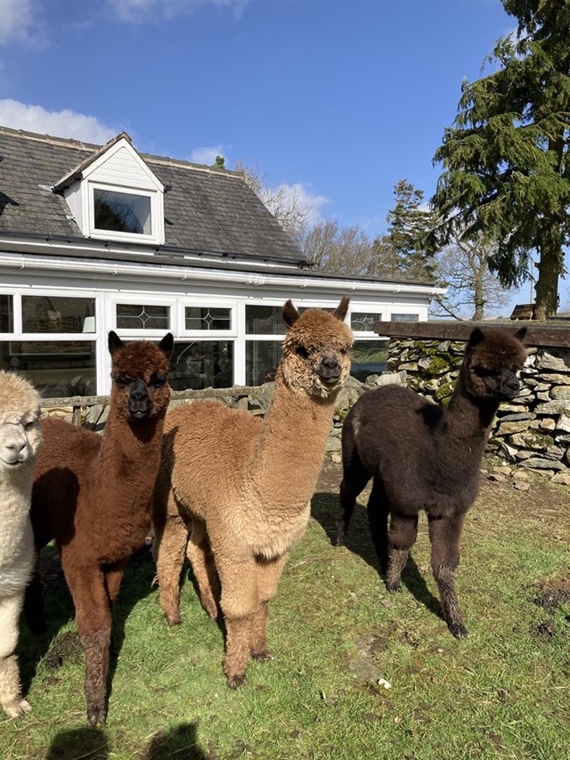 Alpacas